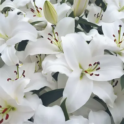 Белые лилии - 71 фото