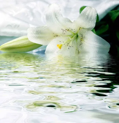 Картинки лилия белые цветок Бутон белым фоном