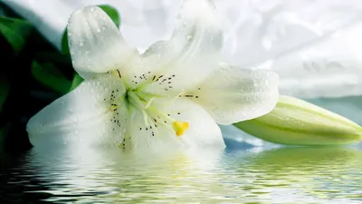 Цветы флизелиновые фотообои на стену 254x184 см Белые лилии и узоры  (3027V4)+клей купить по цене 1200,00 грн