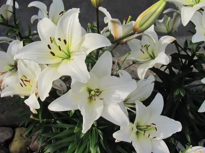 Фото обои цветы на стену 184x254 см Белые лилии и узоры (3027P4A)+клей  купить по цене 850,00 грн