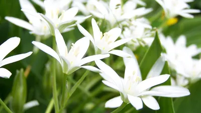 Две белые лилии: обои с цветами, картинки, фото 1600x1200