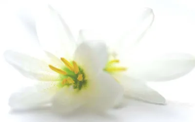 Моющиеся виниловые фотообои Белые лилии блеск, 211х150 см