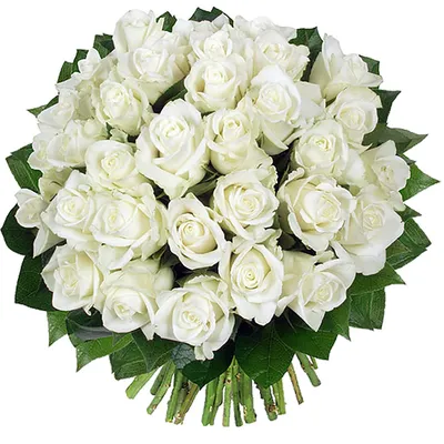 Белые розы Голландия 90 см шт. купить с доставкой по Краснодару