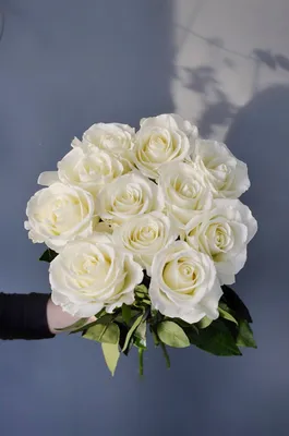 Красивые белые розы картинки - 76 фото