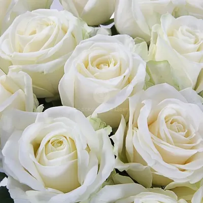 Фото-фон виниловый 100х100см \"Белый фон, белые тюльпаны\", фон для  предметной съемки ПВХ (баннерная ткань) (ID#1598579409), цена: 300 ₴,  купить на Prom.ua