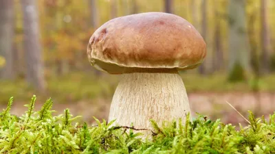 Жительница Башкирии нашла белый гриб весом почти в килограмм - Российская  газета