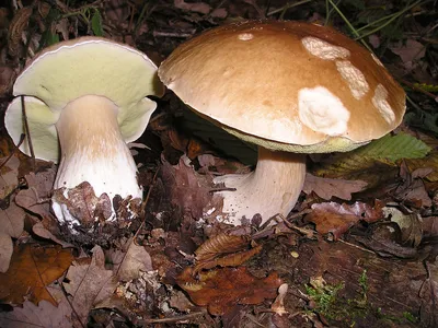 Сегодня отмечается День белого гриба | Саратов 24