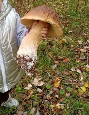 Белый гриб: как отличить подберёзовика, подосиновика и моховика |  Бердск-Онлайн СМИ | Дзен