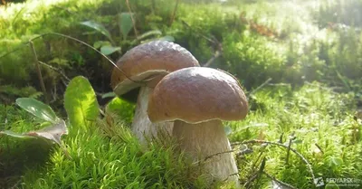 Белый гриб свежий 3 сорт - ООО “Петровил”