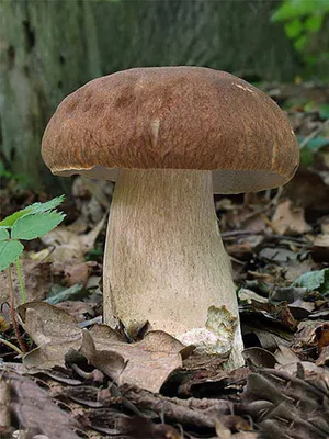 Белые грибы в Пермском крае, где собирать