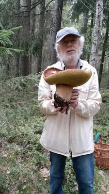Белый гриб берёзовый (Boletus form betulicolus) или Boletus edulis form  betulicola | Грибы, Белый гриб, Дикие грибы