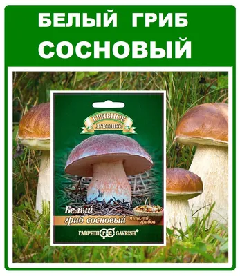 Белый гриб: как вырастить ароматные лесные грибы из мицелия в саду - легкий  способ не ходить в лес