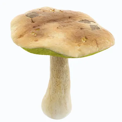 Boletus edulis, Белый гриб