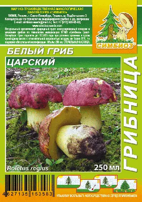 Белый гриб настоящий (Boletus edulis) – Грибы Сибири
