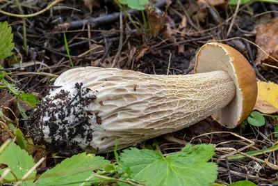 Можно ли вырастить белые грибы?