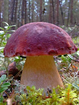 Купить гриб белый 9-12 см по низкой цене в интернет магазине Moroshka.ru