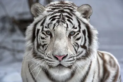 Белый Тигр — стоковые фотографии и другие картинки Белый тигр - Белый тигр,  Животные в дикой природе, Агрессия - iStock