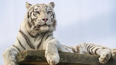 Картина \"Белый тигр и тигренок\" | Интернет-магазин картин \"АртФактор\"