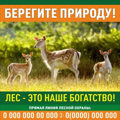 Не оставляйте мусор в лесу! Берегите природу! – Внутригородское  муниципальное образование Светлановское