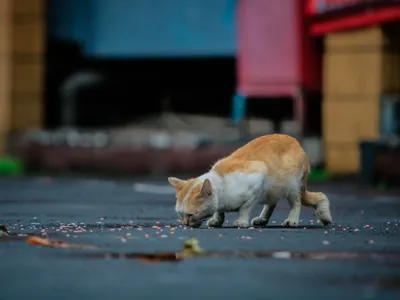 Бездомная кошка - почему, и как помочь ей? | КотоВедение | Дзен
