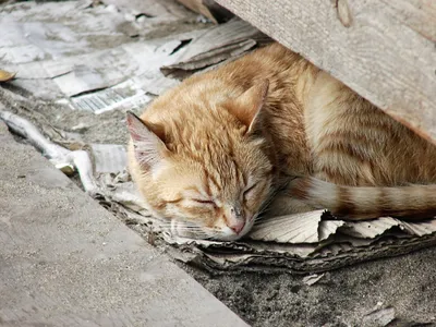 Сами падают в ноги»: как псковичка спасает бездомных кошек : Псковская  Лента Новостей / ПЛН