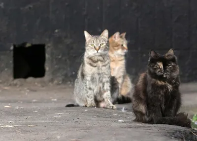 Фотограф делает портреты бездомных кошек, чтобы люди стали добрее к животным