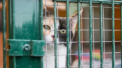 Получим портрет типичного котика»: в Москве началась перепись всех бездомных  котов и кошек - Мослента