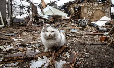В одной из студий Челябинска делают профессиональные фотосессии бездомных  кошек