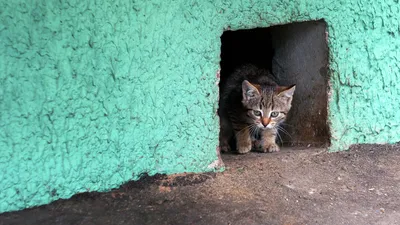 В вашем дворе есть бездомные коты? Рассказываем, как правильно им помогать  — последние Новости на Realt