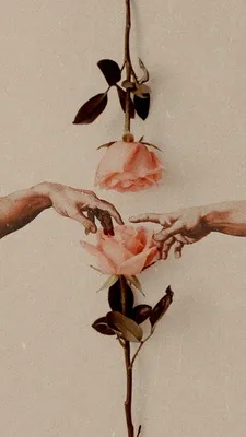 фон для телефона обои бежевый фон эстетика сотварение адама роза розы |  Изображения неба, Абстрактные фотографии, Абстрактное