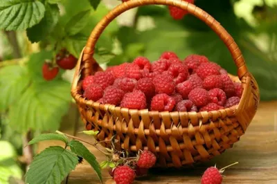 Малина: польза и вред ягоды для организма человека