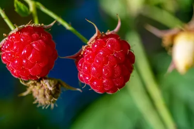 Кому и почему нельзя есть малину, рассказываем о неоднозначности этой  летней ягоды — читать на Gastronom.ru