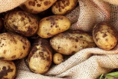 Грибки на клубнях картофеля - как появляются и что делать
