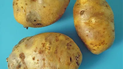 Болезни картофеля и меры борьбы с ними