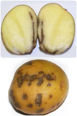 Новый препарат защитит картофель от болезней и увеличит урожаи