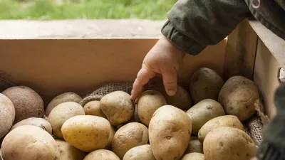 как бороться с болезнями картофеля во время хранения