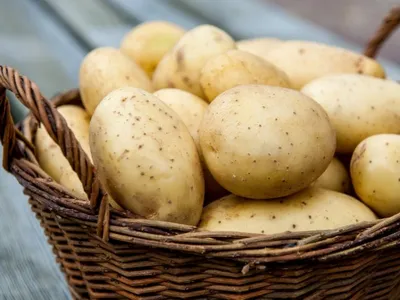 Определитель болезней и вредителей картофеля (фото и названия) – Ростинка