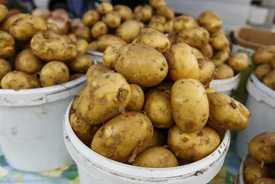 Прошу помощи по болезни картофеля - Форум фермеров и дачников