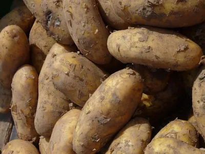 Болезни клубней картофеля: описание, фото и лечение