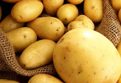 Новый биологический датчик помог выявить скрытые болезни картофеля -  Мировые новости