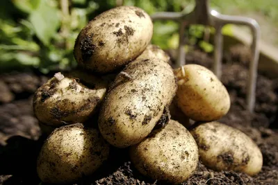 Какое количество картофеля в неделю провоцирует смертельные болезни -  AmurMedia.ru