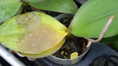 Вирус на листьях и цветах орхидеи. Как определить и лечить?