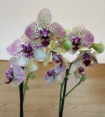 Болезни орхидей. Фото заболеваний Фаленопсиса и других видов орхидей.