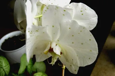 Болезни орхидей - Страница 42 - Форум цветоводов Фрау Флора