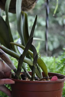 болезни орхидей фаленопсисов | OrchidSale