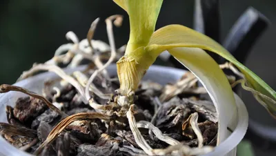 Болезни орхидей с описанием и как с ними бороться: фото и видео, что нужно  делать для лечения комнатных цветов в домашних усло… | Орхидеи, Комнатные  цветы, Растения