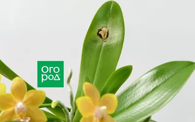 Проблемы орхидей (ХЛОРОЗ) | ОРХИДЕЙНЫЙ ДОМИК | Дзен