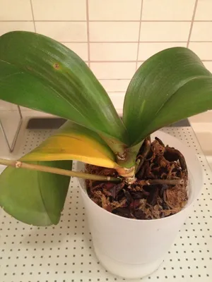 Болезни орхидей фаленопсис: как распознать и лечить?