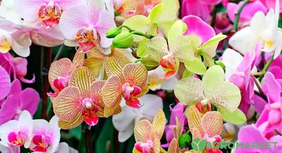 Орхидея: уход в домашних условиях, полив орхидей, пересадка орхидей,  размножение и болезни | Орхидея, Орхидеи, Цветы
