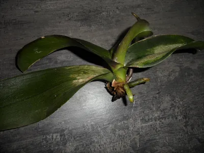 Болезни орхидей Набор \"Начало\" Каталог орхидей - фаленопсисов, каттлей,  ванд, дендробиумов со всего мира от интернет магазина Ангелок